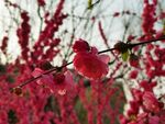 榆叶梅 