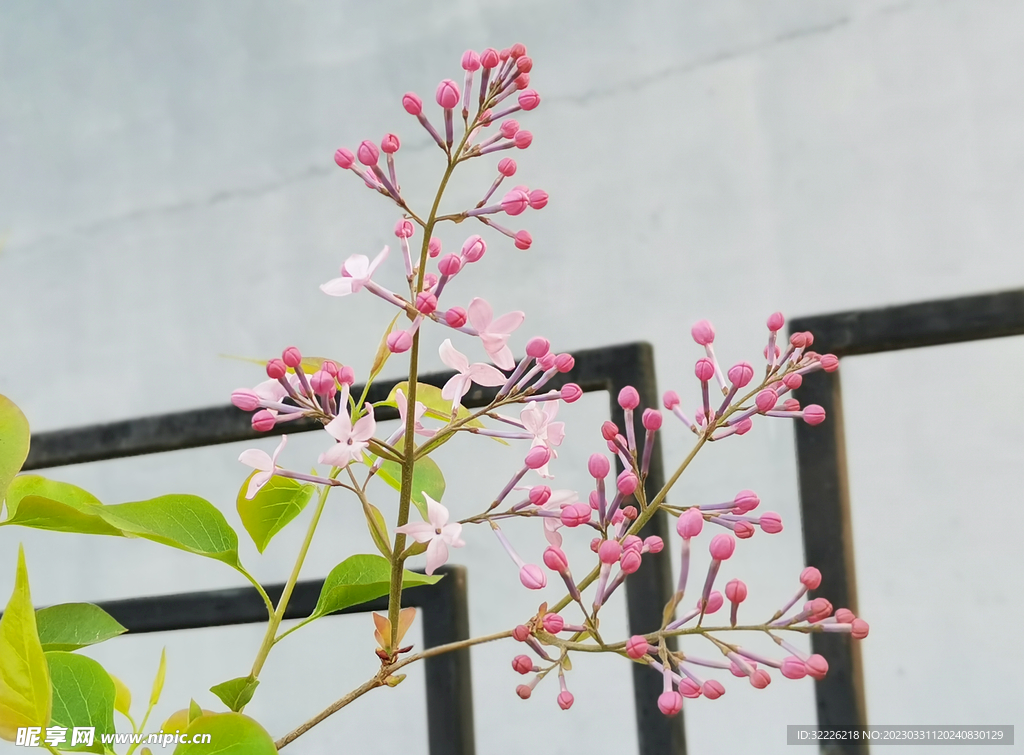 丁香花