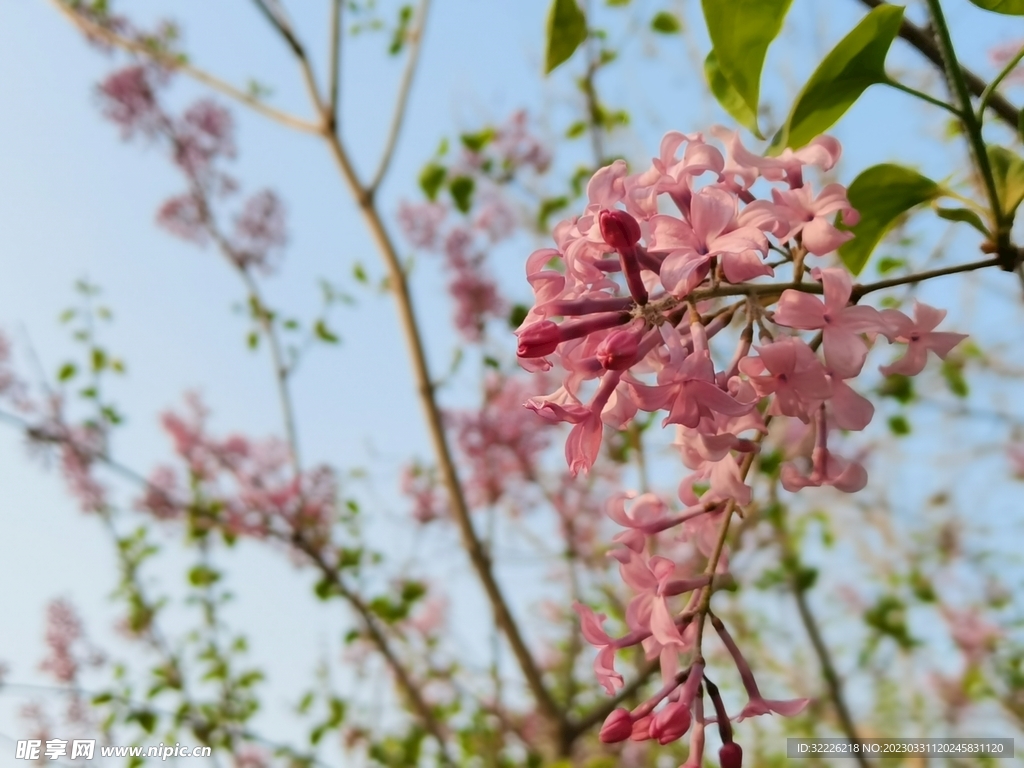 丁香花 