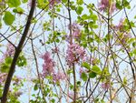 丁香花  