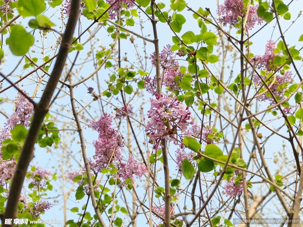 丁香花  