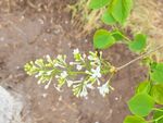 丁香花