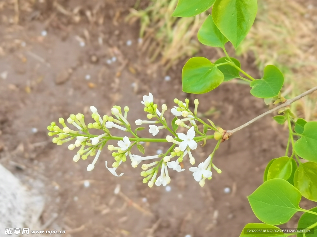 丁香花