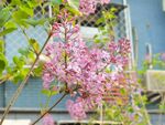 丁香花  