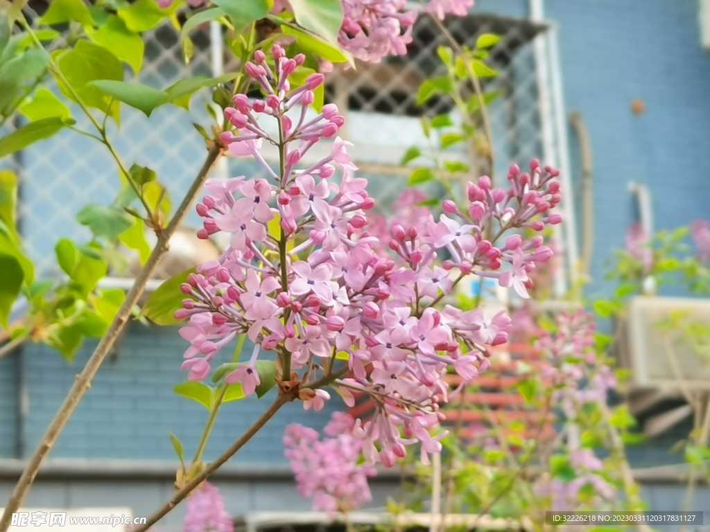 丁香花  