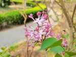 丁香花 