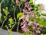 丁香花