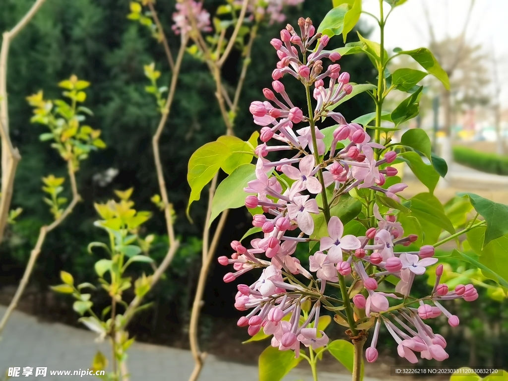 丁香花