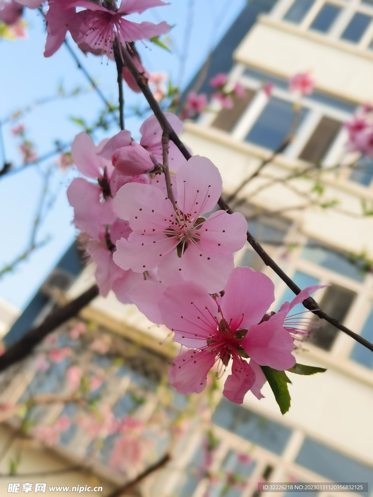  桃花花特