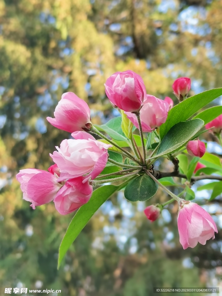 苹果花 