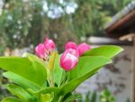 苹果花特写