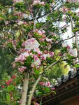 苹果花