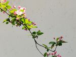 苹果花 