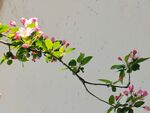 苹果花 
