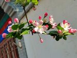 苹果花 