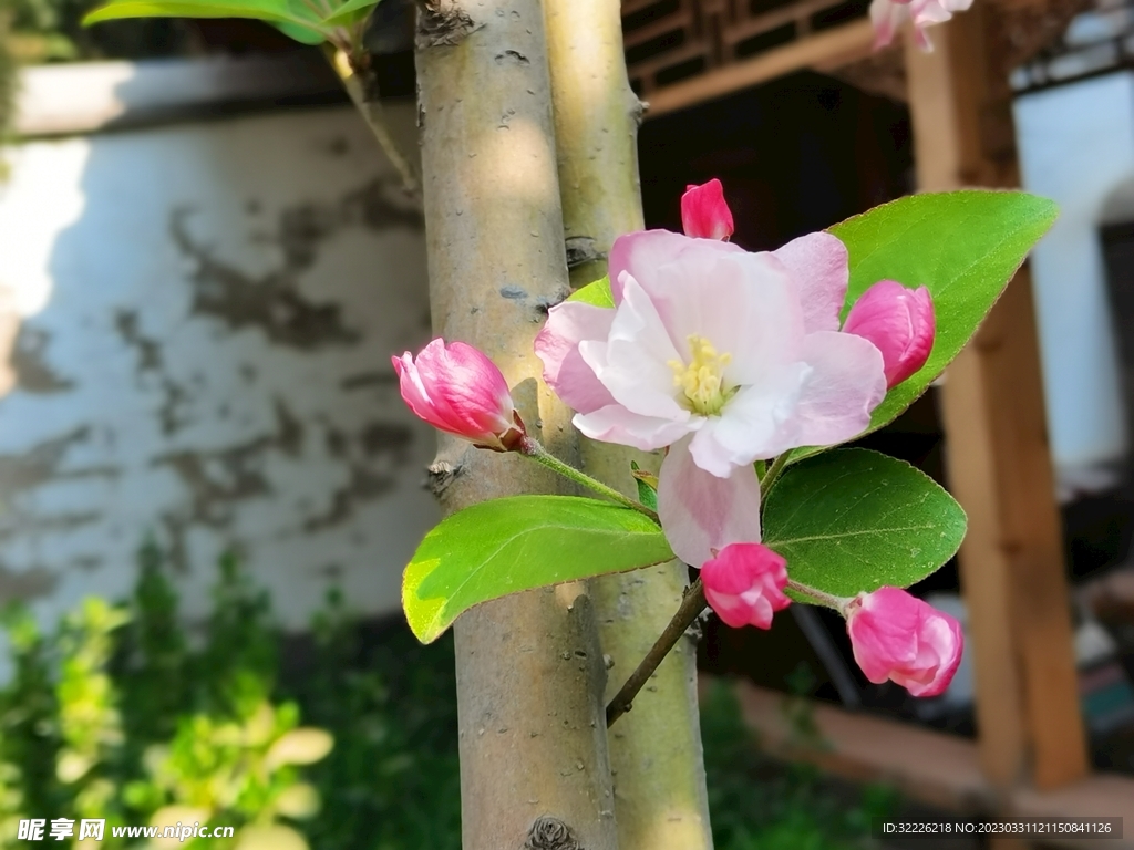 苹果花特写