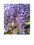 紫藤花  花卉  