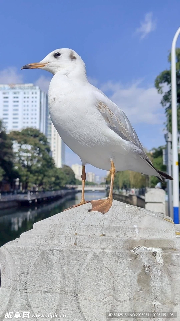 海鸥  鸟类