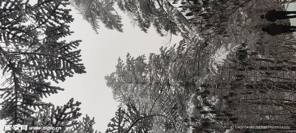 雪景  冬天  白白茫茫的大雪