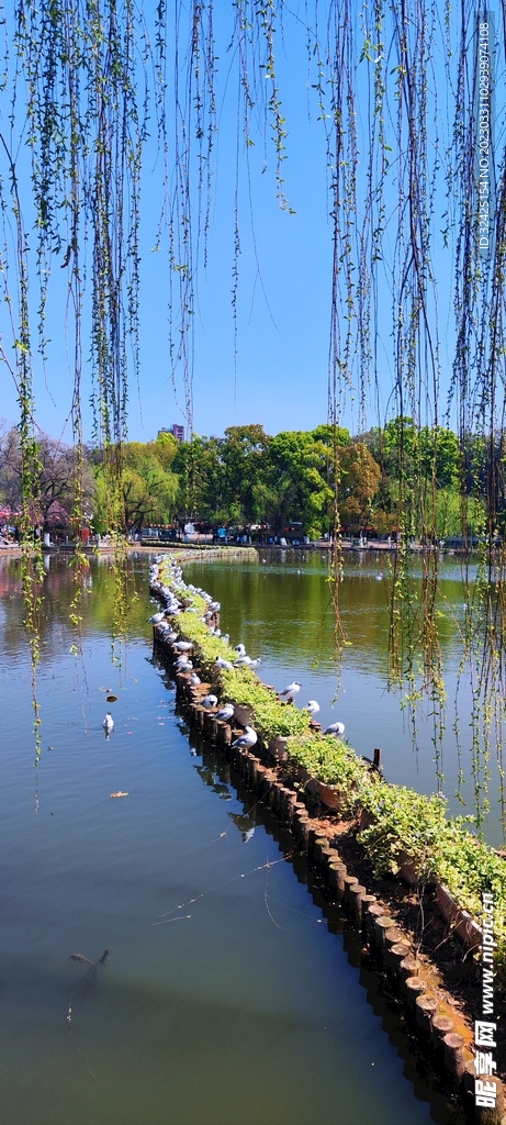 春柳  海鸥  翠湖  春天 