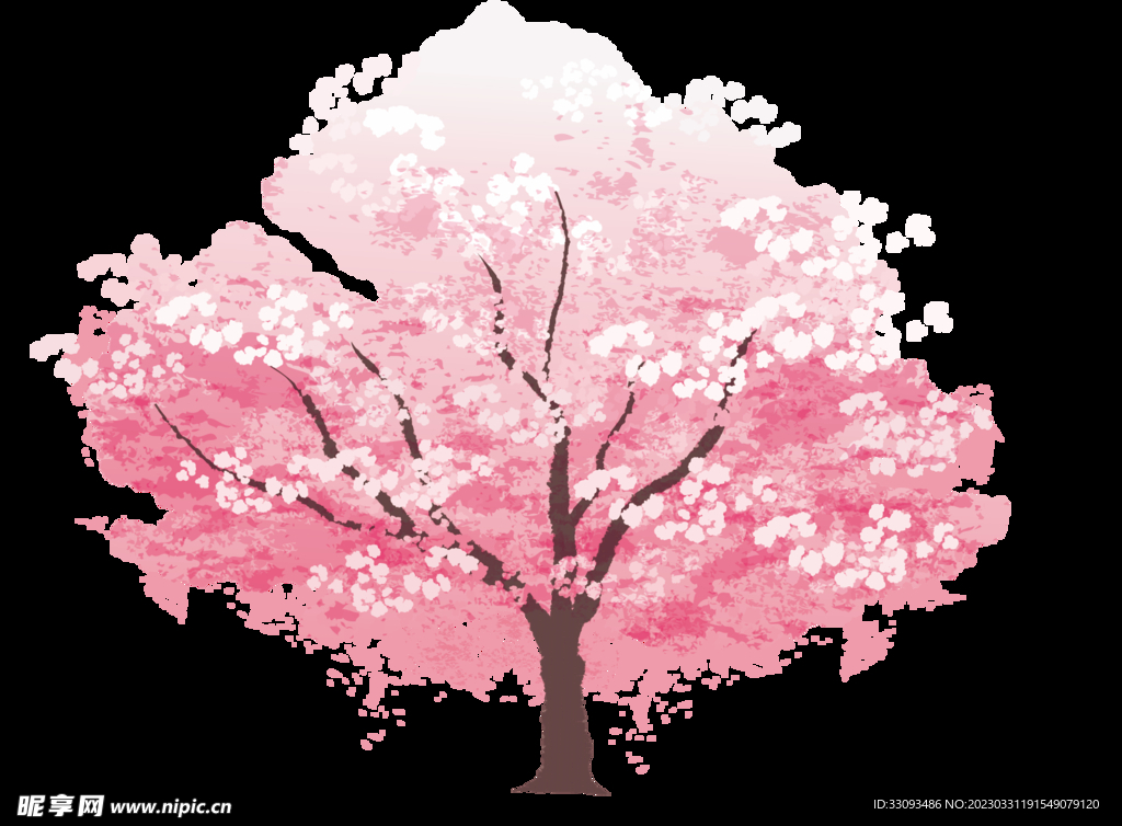 樱花 