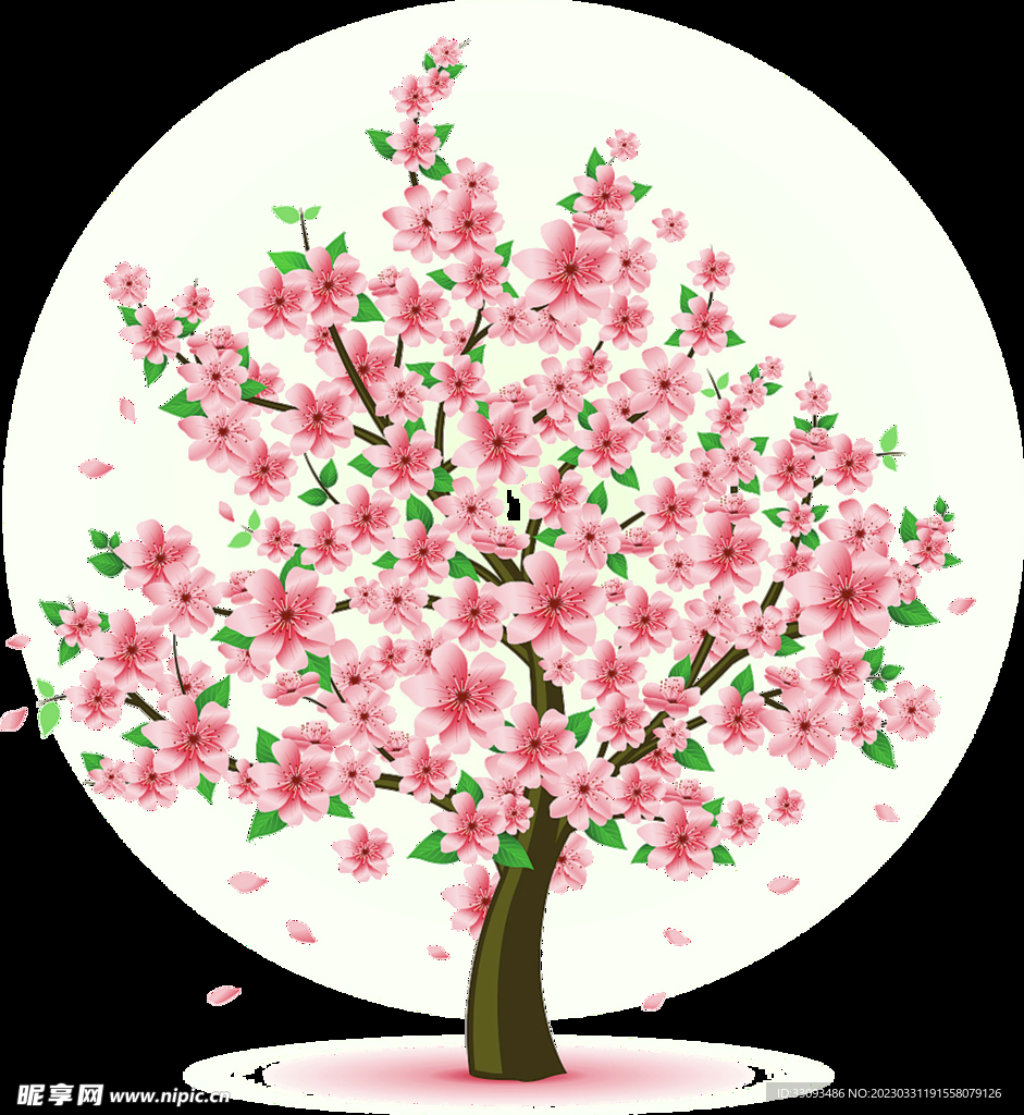 樱花 