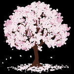 樱花 