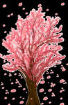樱花 