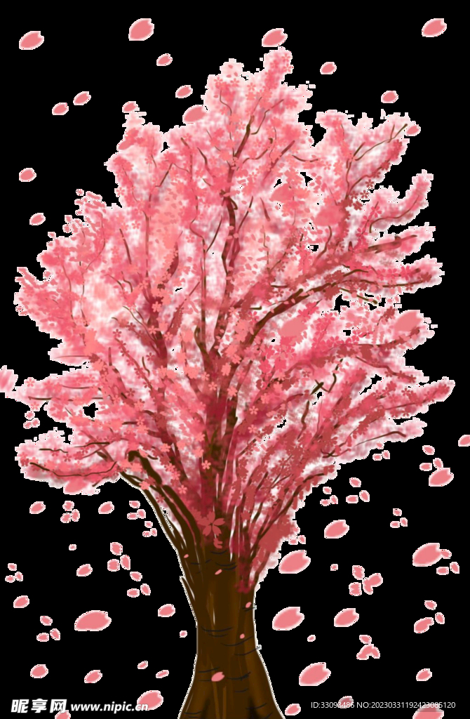 樱花 