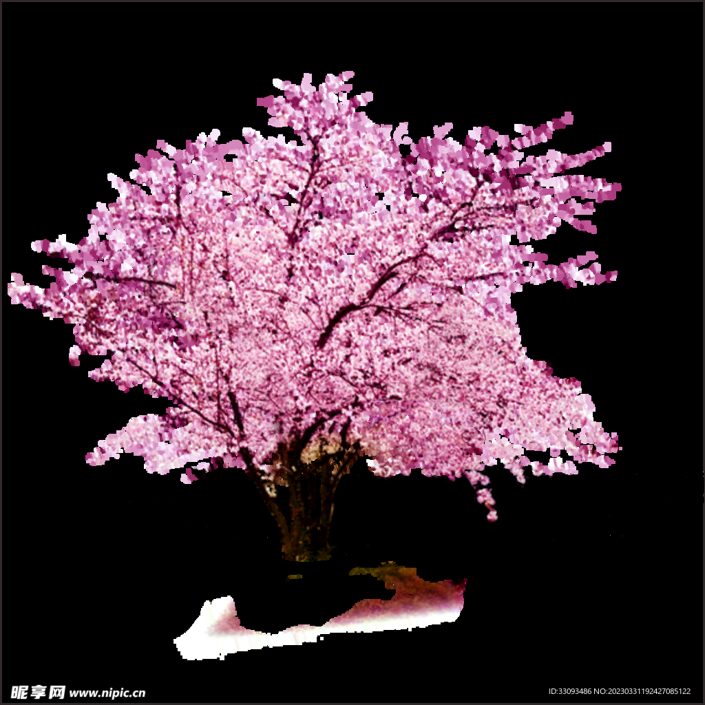樱花 