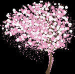 樱花  