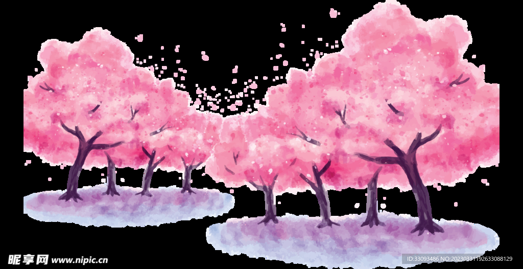 樱花 