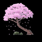 樱花 