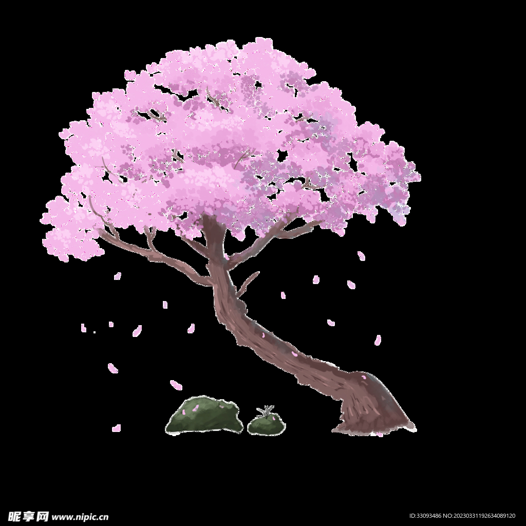 樱花 