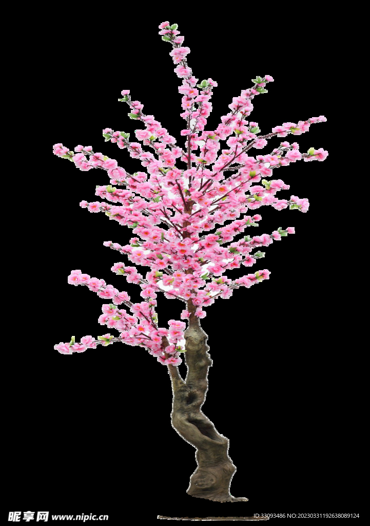 樱花
