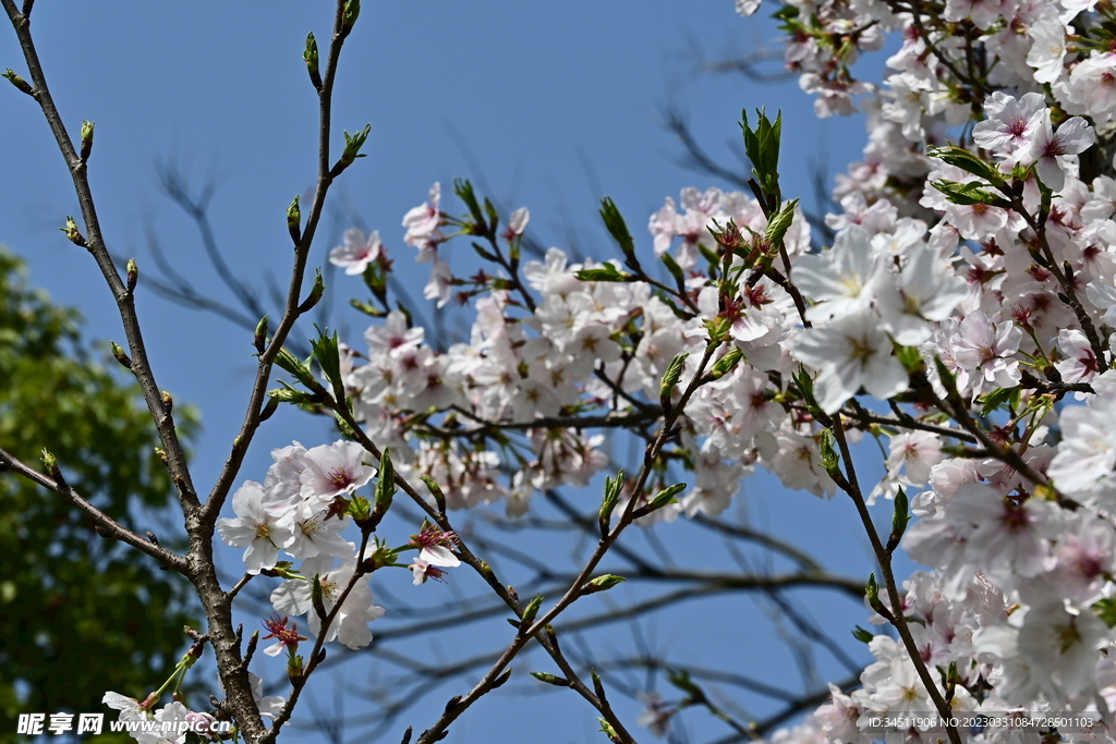 桃花