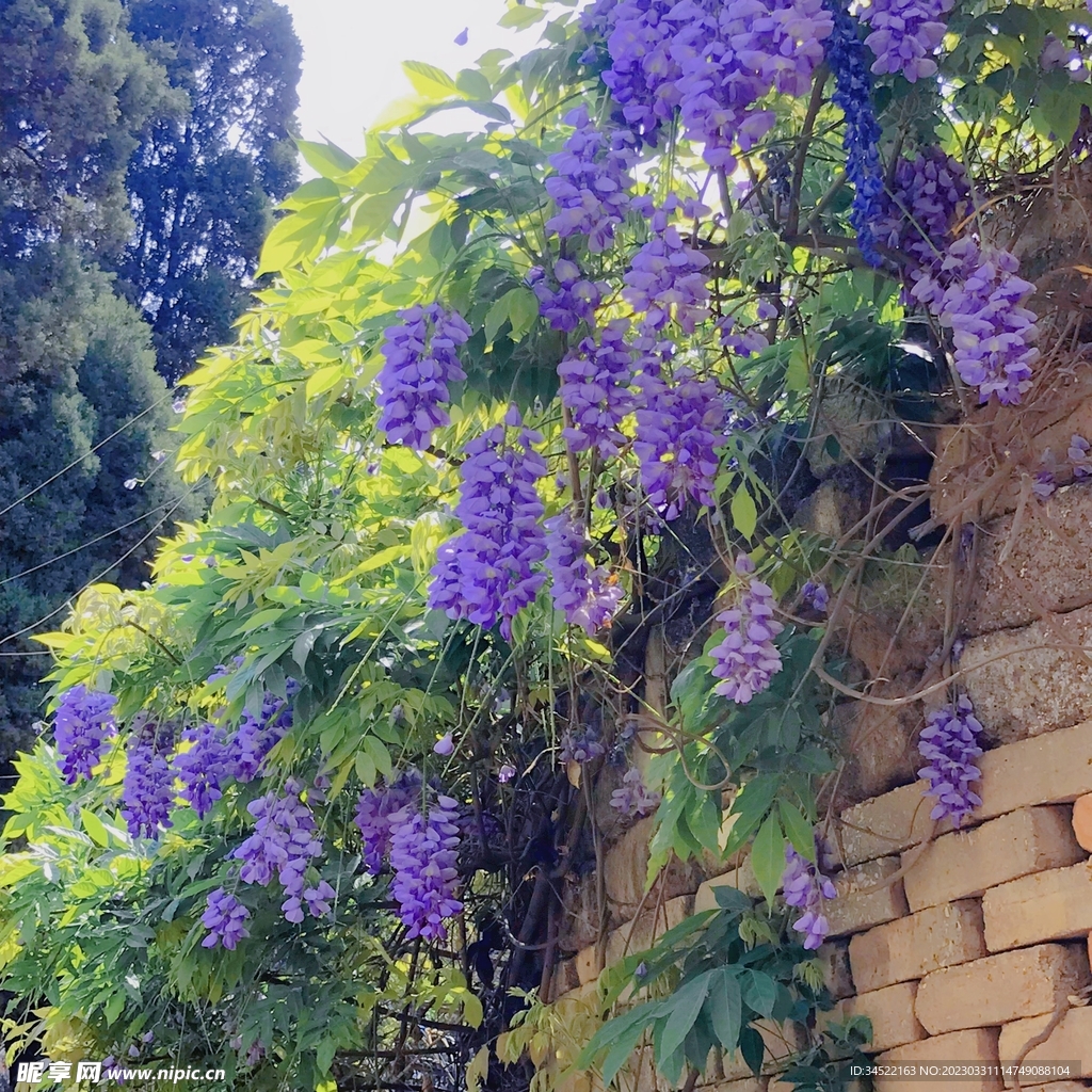 小院墙花