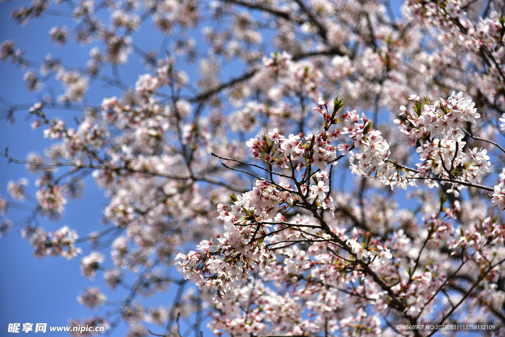 樱花