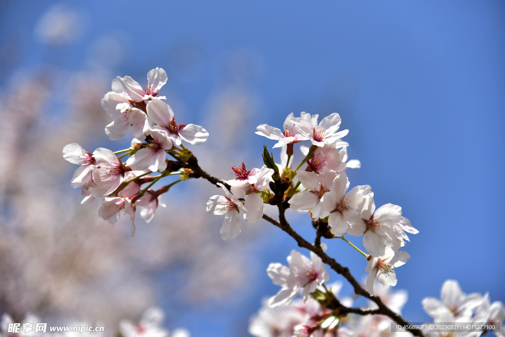 樱花