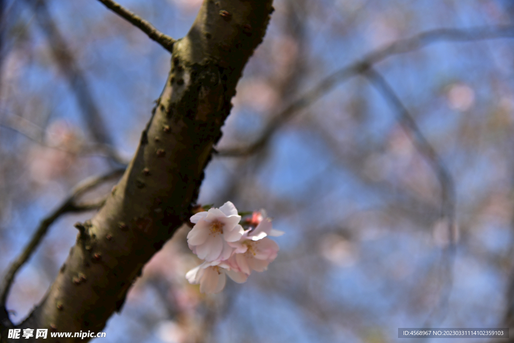 樱花