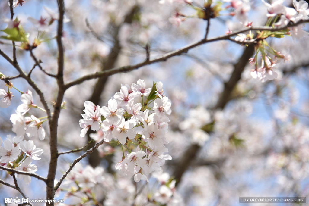 樱花