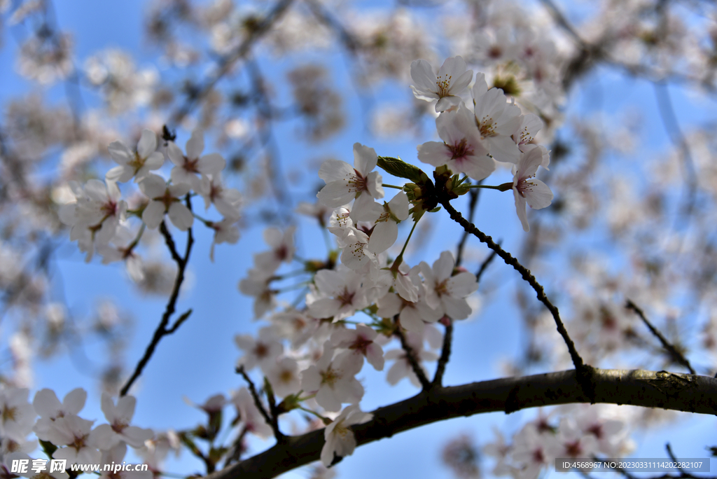 樱花