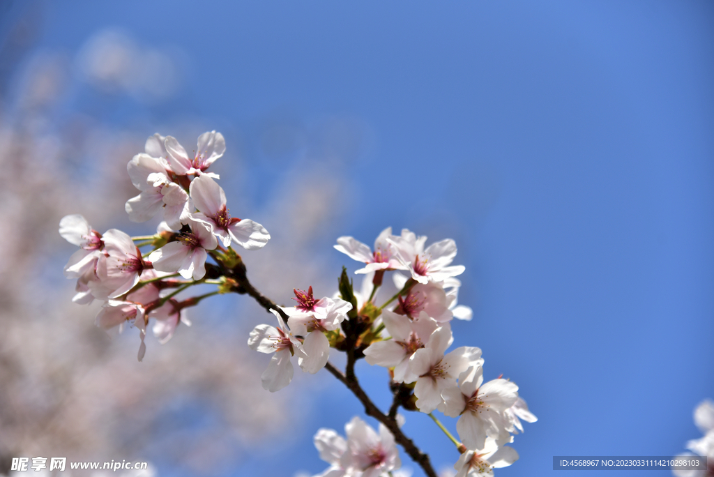 樱花