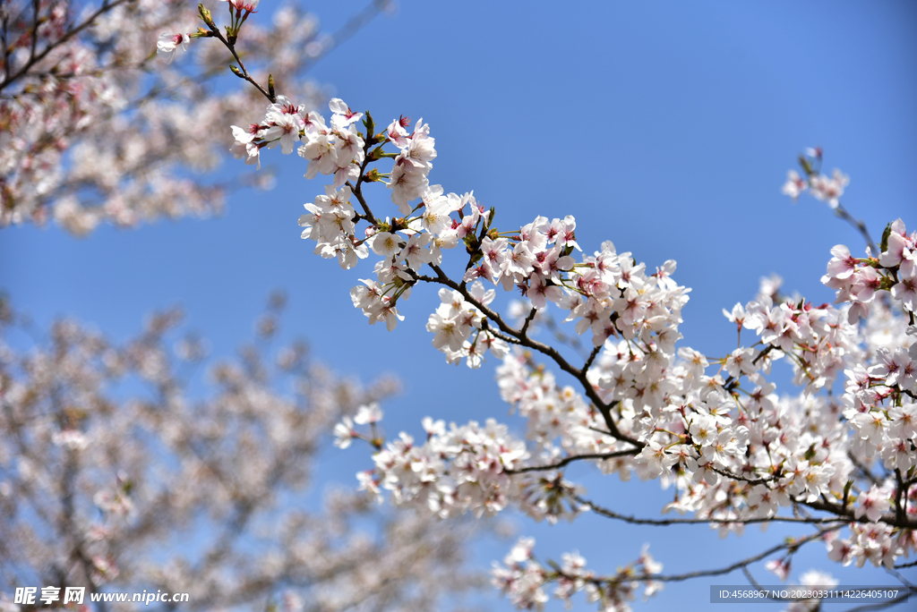 樱花