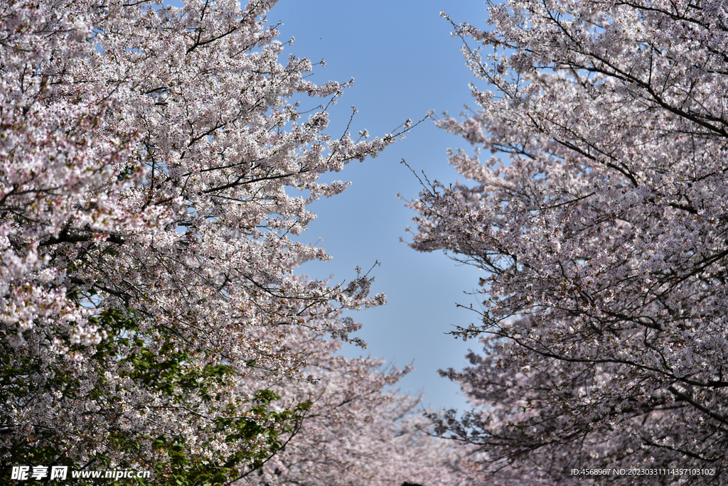 樱花