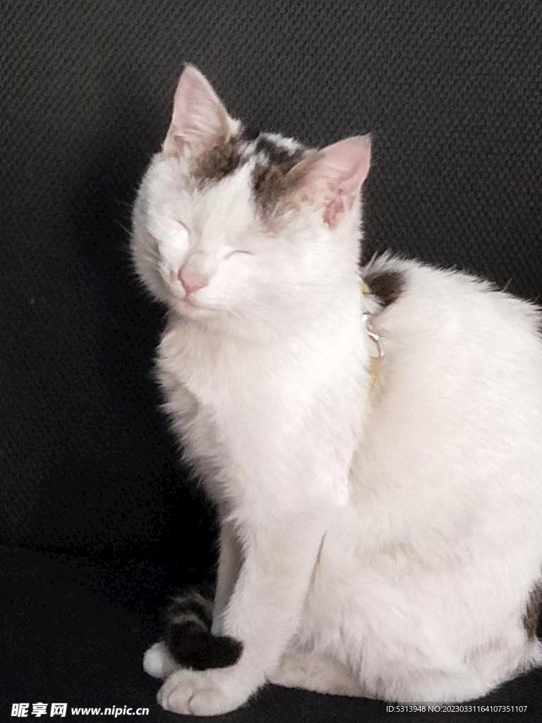 猫咪