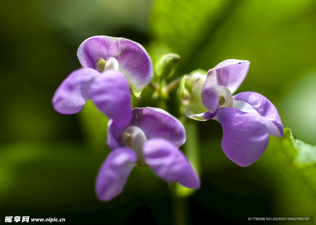 豆花