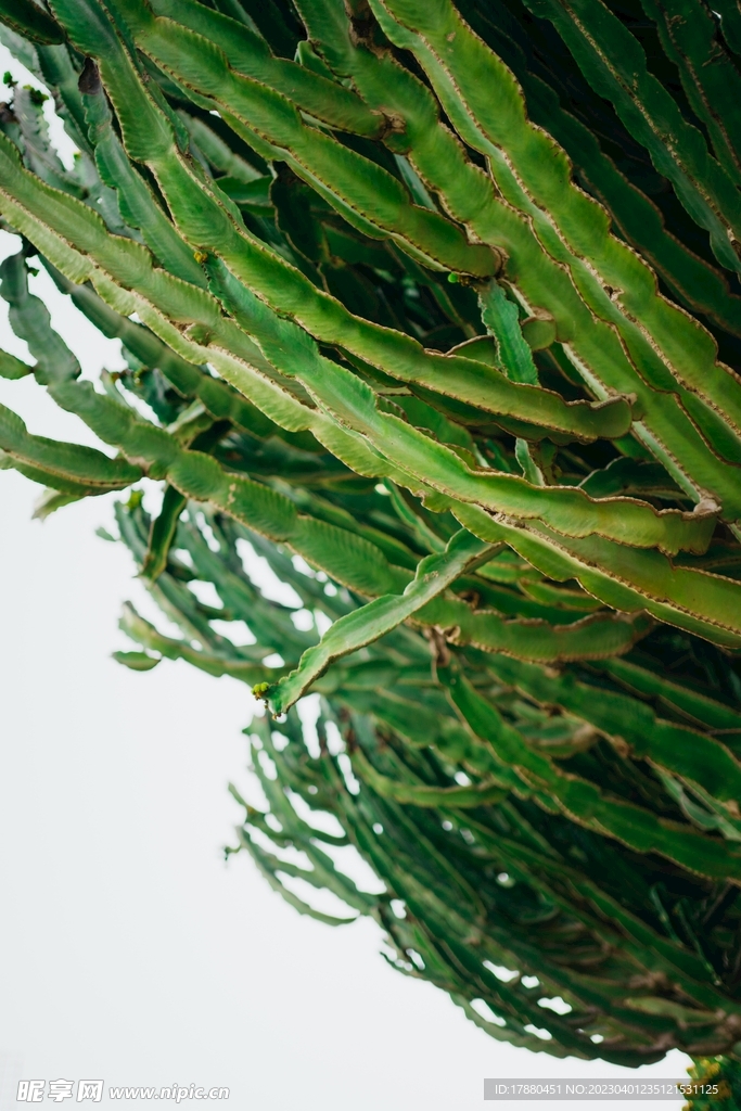 火龙果植株