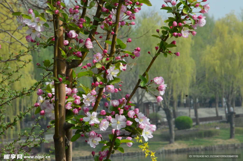 西府海棠花