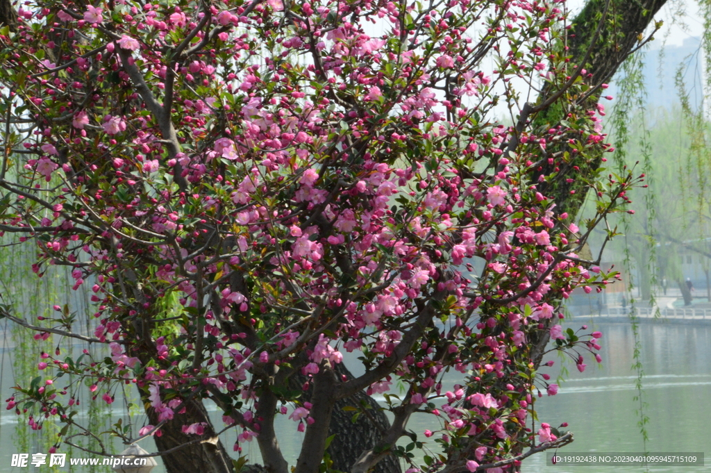 海棠花 